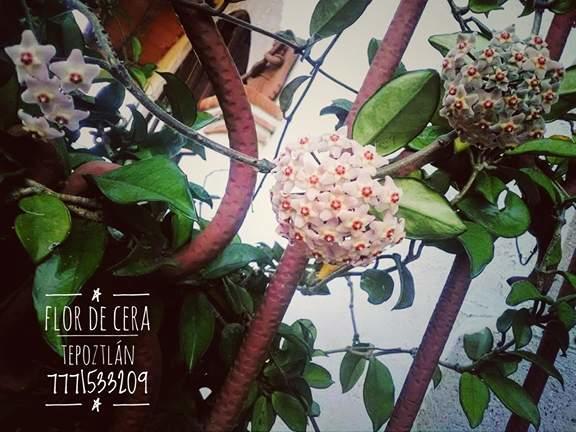 Flor De Cera Hotell Tepoztlán Exteriör bild